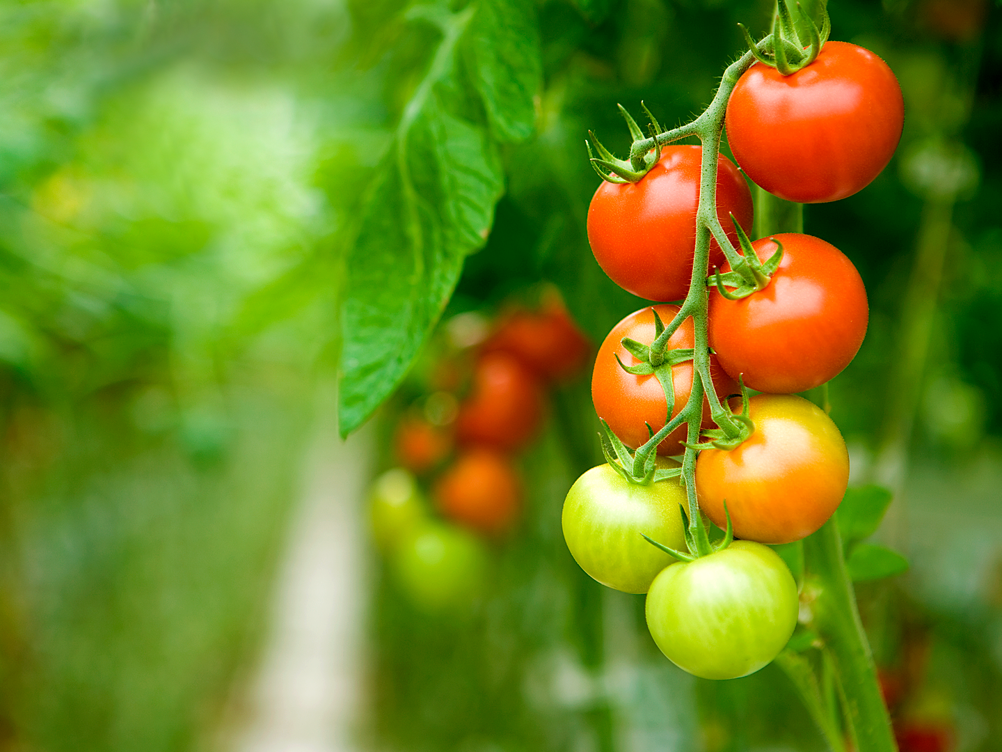 Windset Farms Abbotsford logo