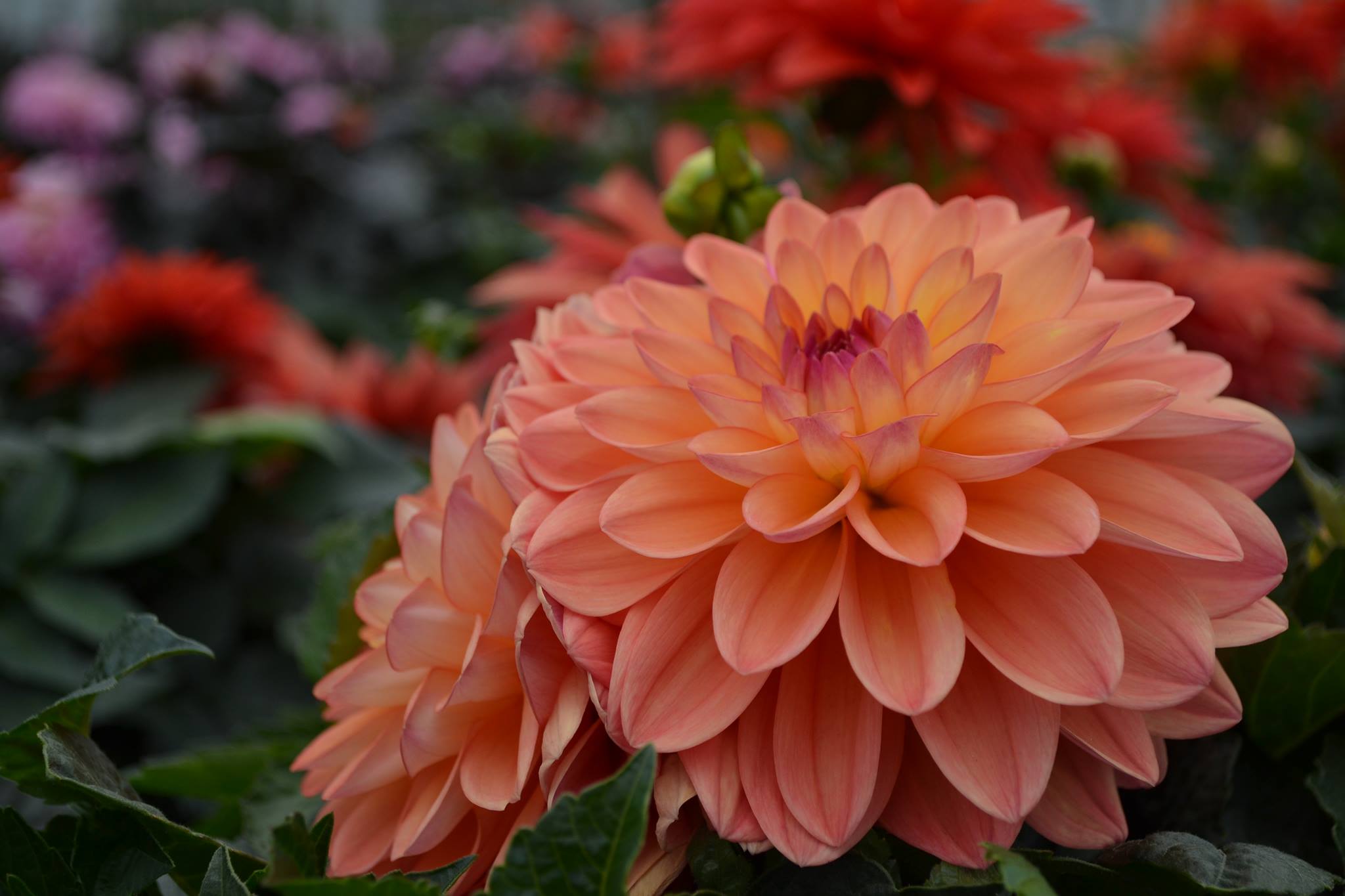 Devan Greenhouses Abbotsford, BC Fraser Valley Local
