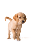 Eastridge Animal Hospital logo